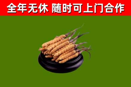 昭阳区回收冬虫夏草